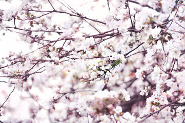 Spring apple bloom, springtime flower blossom background, pastel and soft floral card, selective focus, shallow DOF, toned