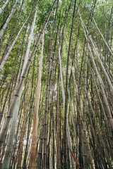 View from below of long bamboo stalks. Pattern of green vertical lines with the blue background of the sky. Natural picture of a Bamboo forest.