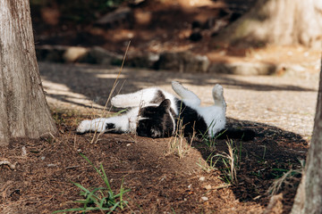 Black and white cat basking in the sun lying on the ground