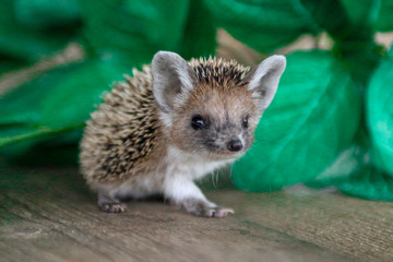 little hedgehog sitting on a bench at sunset © alex