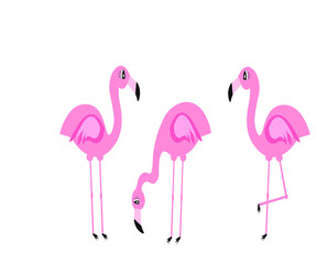 set of pink flamingo isolated on white background