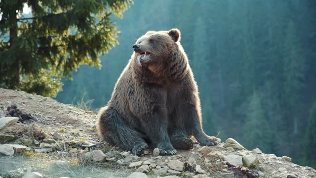 Cute brown bear's muzzle in forest wild danger european grass fur summer dangerous nature woods wilderness summertime outdoors powerful life fauna slow motion