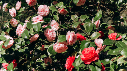 Japanese Camellia blooming on the bushes. Beautiful Camellia flowers. Camellia flowers on the...