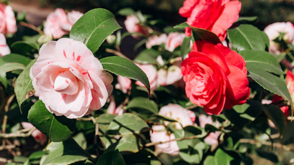 Japanese Camellia blooming on the bushes. Beautiful Camellia flowers. Camellia flowers on the branches