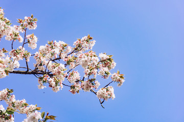 apple blossoms in spring on the sky background. Beautiful Apple blossoms.