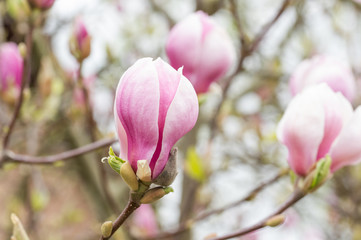 Obraz premium Magnolie Blüte Frühling