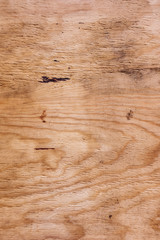 Wood texture of cut tree trunk, close-up