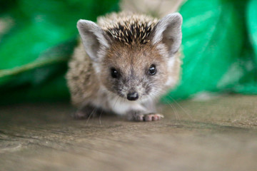 hedgehog looks at the camera on a green background © alex