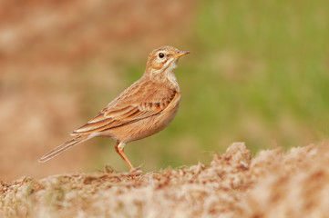 A close view of paddyfield pipit at late evening