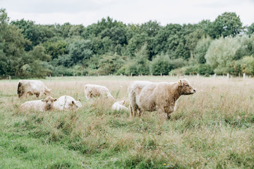 Cows in the pasture. Cows rest and eat in the clearing