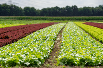 Rows of lollo rosso and lollo bianco