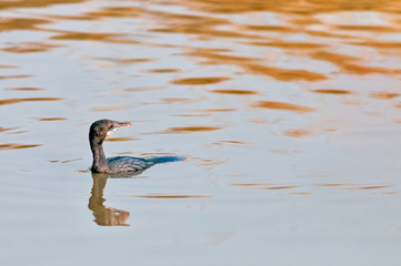 A little cormorant swimming in water looking back