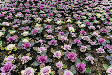 Decorative cabbage Pule field in the garden