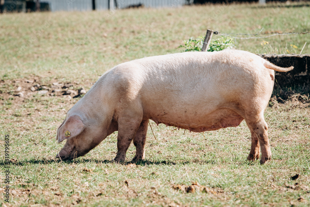 Sticker Pigs graze on the farm. Pigs and farm.