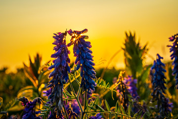 Wild flowers along the coastline during golden hour and the setting sun. © DerekP