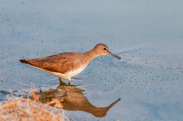 A green sandpiper searching food in water
