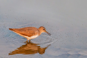 A green sandpiper searching food in water