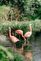 Flamingos walk in a small lake. Around lake high the grasses.