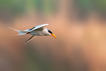 A river tern is flying against a smooth background