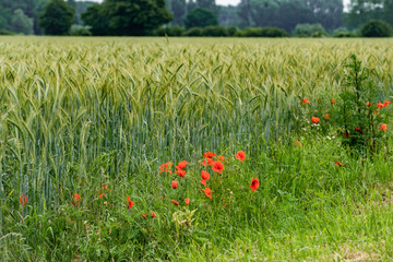 poppies on a background of field of barley