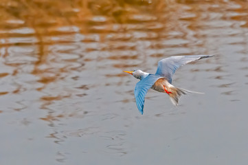 A river tern turning its head during flight