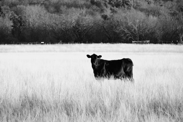 Black Angus cow in rural farm pasture, rustic black and white Texas landscape.