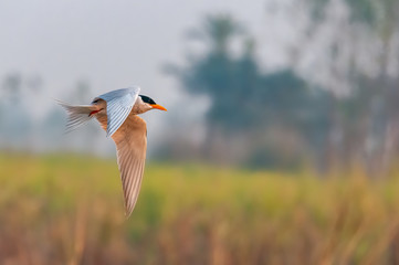 A river tern flying over a field