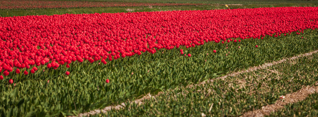 Blossoming tulip fields in a dutch landscape
