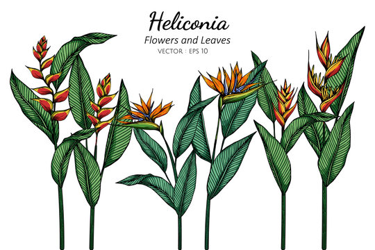 Bird of paradise, Heliconia flower and leaf drawing illustration with line art on white backgrounds.