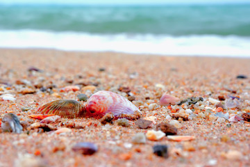 Shells on the sand near the sea