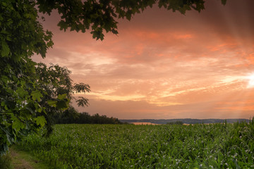 Fototapeta na wymiar a green corn field in summer in the sunset