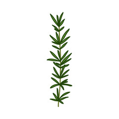 rosemary doodle icon, vector illustration