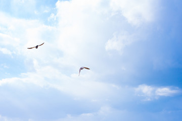 TWO BIRDS FLYING