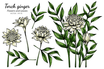 Set of White Torch ginger flower and leaf drawing illustration with line art on white backgrounds.