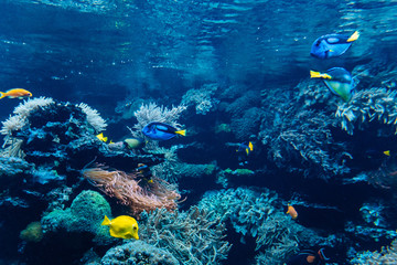 Fototapeta na wymiar Colorful underwater offshore rocky reef with coral and sponges and small tropical fish swimming by in a blue ocean