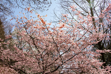 Magnolia branches in the garden near the house. Flowering Magnolia tree