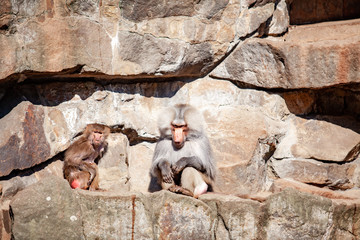Hamadryads Baboons sit in the mountains.
