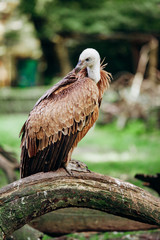 A vulture sits on a branch. Scavenger vulture sits on a branch. The vulture is ready to hunt.