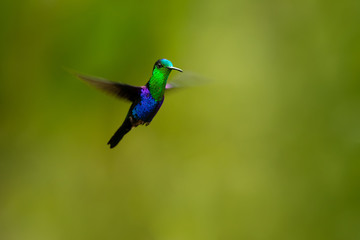 Green-crowned woodnymph (Thalurania colombica fannyi) is a hummingbird in the family Trochilidae.