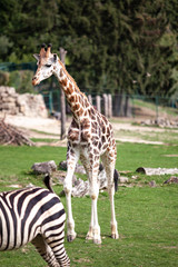 Obraz premium Giraffe walks in nature among the trees in summer