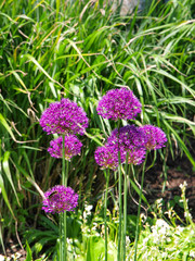 Flowers from a garden tour in New Jersey