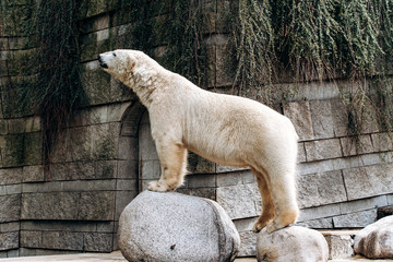 Polar bear in a zoo. The great white bear.