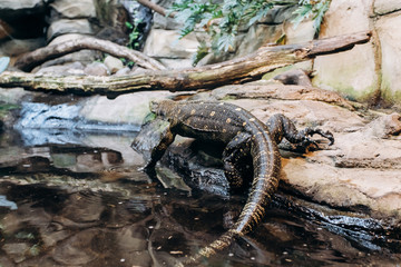 Papuan monitor Lizard climbs out of the water in the national reserve