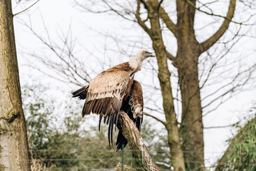 A vulture sits on a dry branch in search of prey