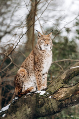 Fototapeta premium Lynx climbs trees on a Sunny winter day