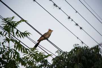 Guira Cuckoo  bird on a wire 