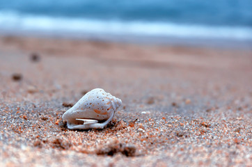Seashell on the beach