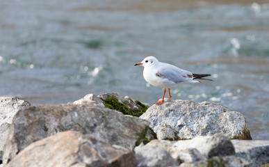 a mediterranean seagull standing on big rocks in the background water in the blur, close-up, day