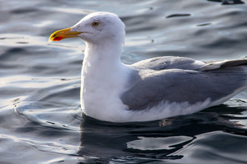 Seagull hunting for food on the winter sea in Nordland county