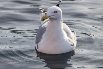 Seagull hunting for food on the winter sea in Nordland county